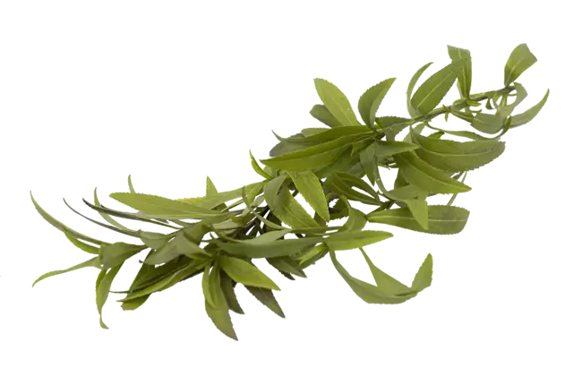 Estragon mexicain 30g pièce